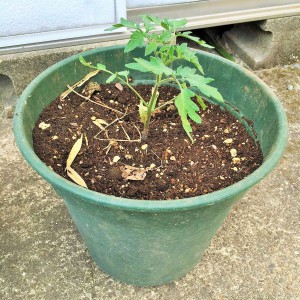 トマト鉢植え１