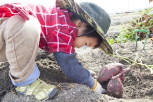 畑を掘る子供