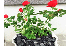 鉢植えの花