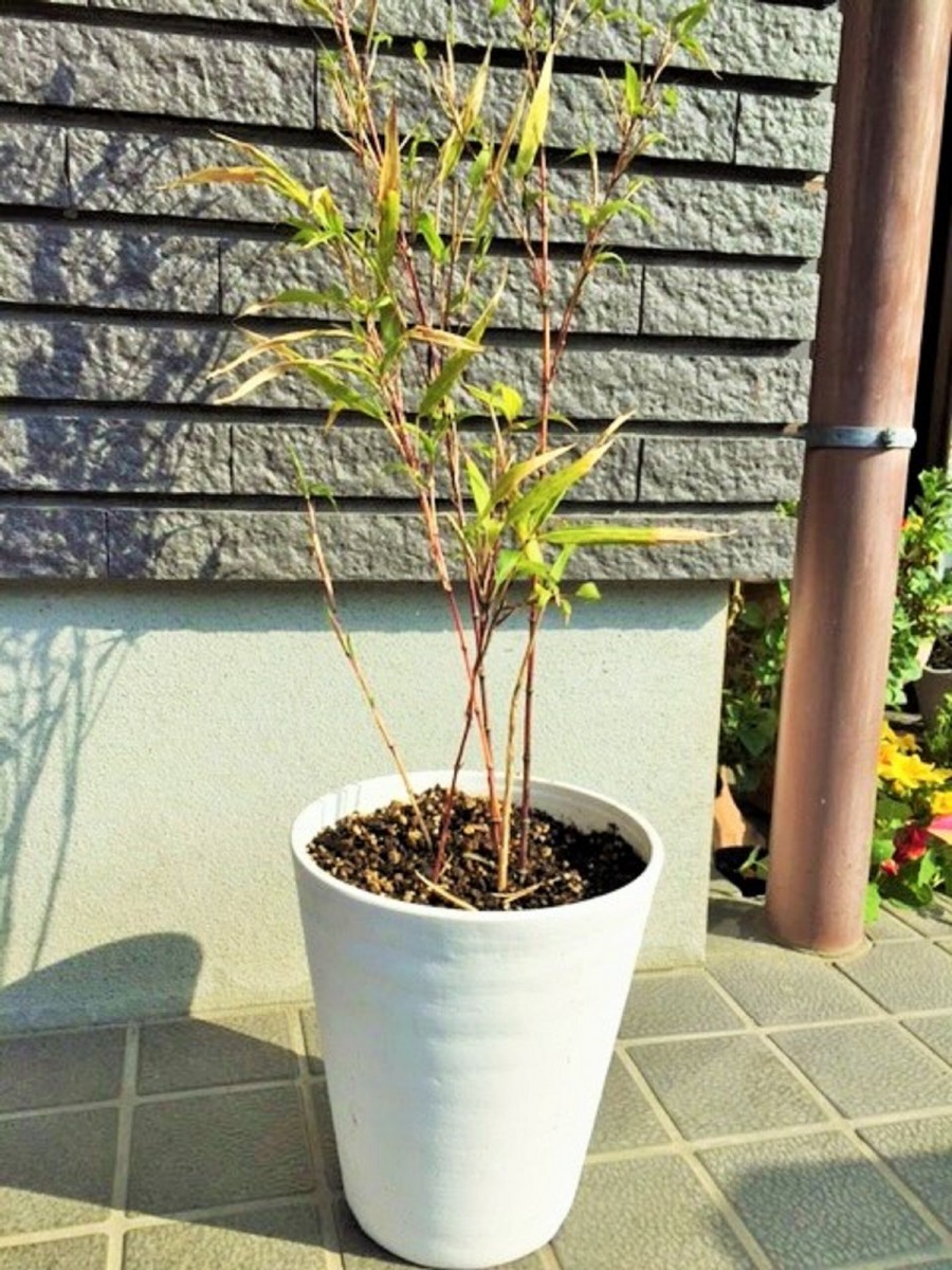 朱竹(チゴカンチク)の鉢植えと育て方 南九州竹材エコロジー